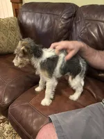 Lady Katherine Percy, a female Wire Fox Terrier for sale in Mexico, MO – 5 of 8