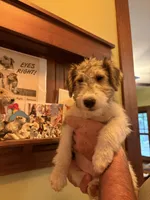 Beretta, a female Wire Fox Terrier for sale in Mexico, MO – 2 of 7