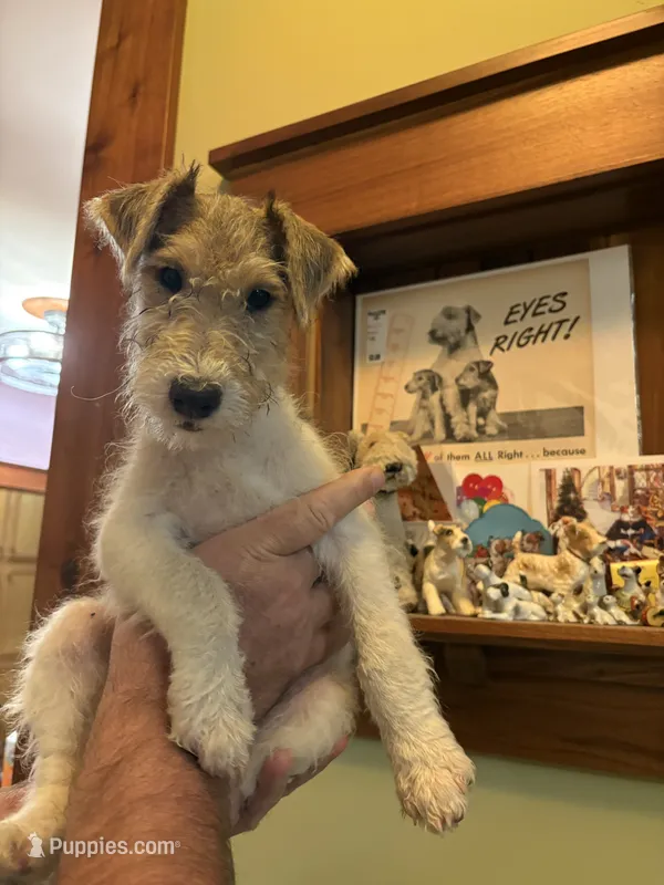 Kimber – Wire Fox Terrier puppy for sale in Mexico, MO