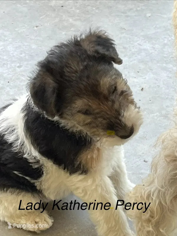 Lady Katherine Percy – Wire Fox Terrier puppy on hold in Mexico, MO