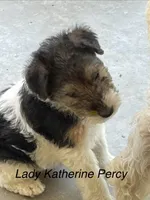 Lady Katherine Percy, a female Wire Fox Terrier for sale in Mexico, MO – 1 of 1