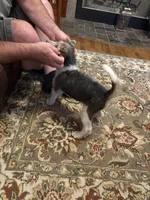 Gatling, a male Wire Fox Terrier for sale in Mexico, MO – 5 of 8