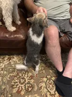 Gatling, a male Wire Fox Terrier for sale in Mexico, MO – 6 of 8