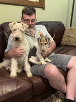 Gatling, a male Wire Fox Terrier for sale in Mexico, MO – 2 of 8