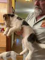 Kimber, a female Wire Fox Terrier for sale in Mexico, MO – 5 of 7