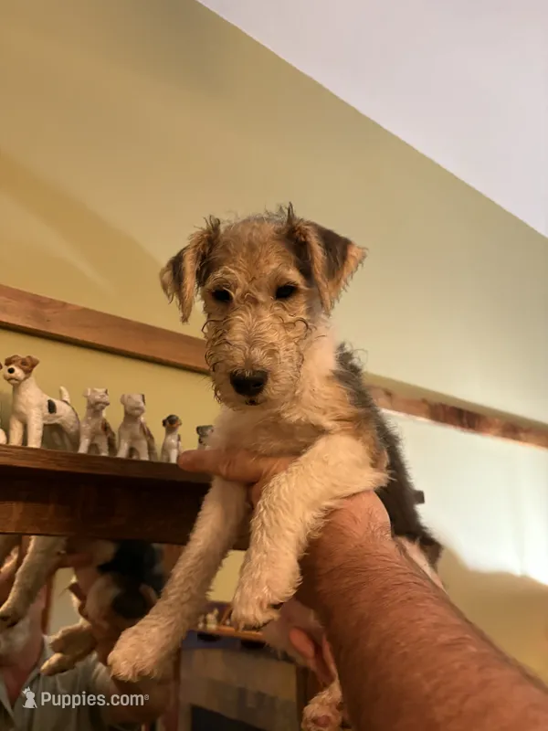 Gatling – Wire Fox Terrier puppy for sale in Mexico, MO