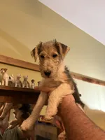 Gatling, a male Wire Fox Terrier for sale in Mexico, MO – 1 of 8