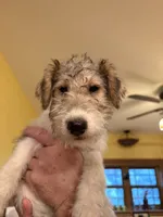 Beretta, a female Wire Fox Terrier for sale in Mexico, MO – 3 of 7