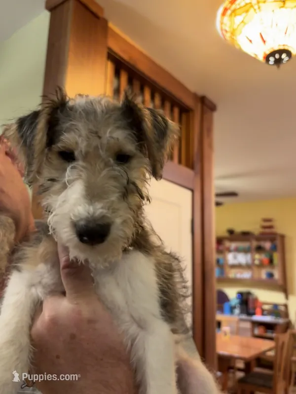 Rigby – Wire Fox Terrier puppy for sale in Mexico, MO