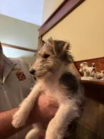Lady Katherine Percy, a female Wire Fox Terrier for sale in Mexico, MO – 7 of 8