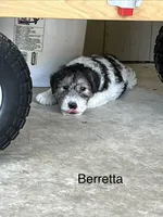 Beretta, a female Wire Fox Terrier for sale in Mexico, MO – 1 of 1