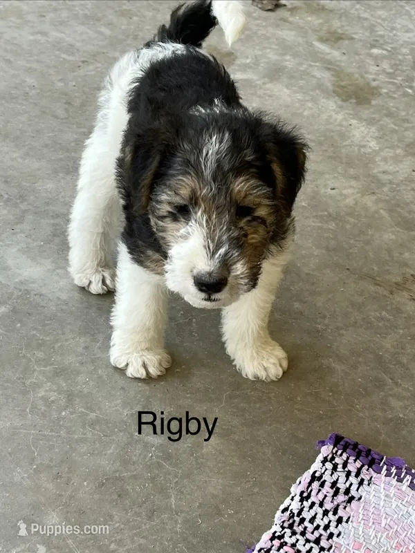 Rigby – Wire Fox Terrier puppy for sale in Mexico, MO