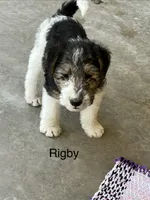 Rigby, a male Wire Fox Terrier for sale in Mexico, MO – 1 of 1