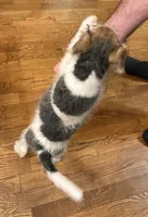 Kimber, a female Wire Fox Terrier for sale in Mexico, MO – 4 of 7