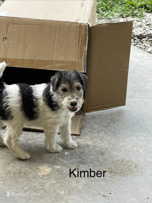 Kimber – Wire Fox Terrier puppy for sale in Mexico, MO