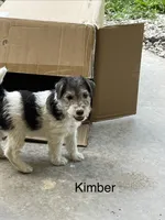 Kimber, a female Wire Fox Terrier for sale in Mexico, MO – 1 of 1