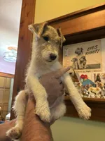 Kimber, a female Wire Fox Terrier for sale in Mexico, MO – 2 of 7