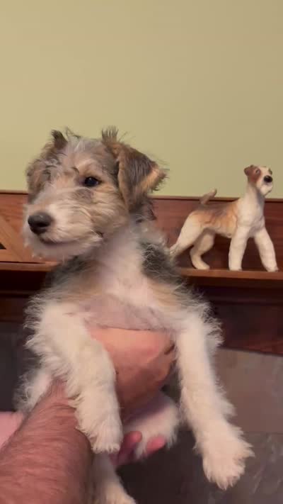 Lady Katherine Percy, a female Wire Fox Terrier for sale in Mexico, MO – 3 of 8