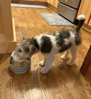 Beretta, a female Wire Fox Terrier for sale in Mexico, MO – 4 of 7