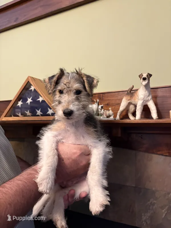 Lady Katherine Percy – Wire Fox Terrier puppy on hold in Mexico, MO