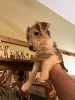 Gatling, a male Wire Fox Terrier for sale in Mexico, MO – 3 of 8
