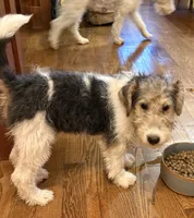 Beretta, a female Wire Fox Terrier for sale in Mexico, MO – 6 of 7