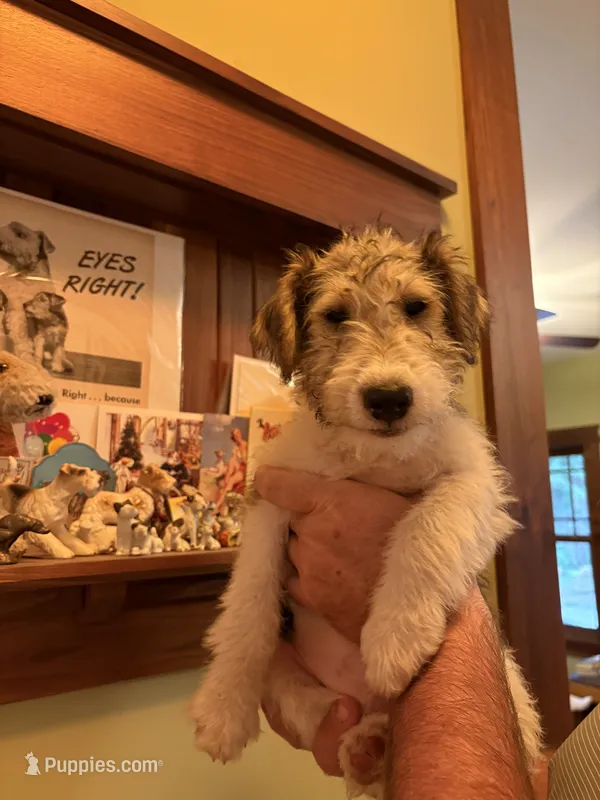 Beretta – Wire Fox Terrier puppy for sale in Mexico, MO