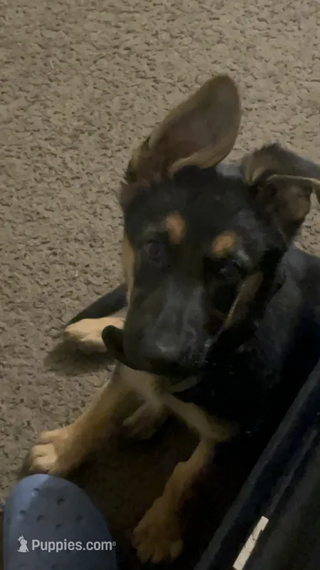 Bruce  – German Shepherd Dog puppy for sale in Jacksonville Beach, FL