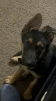 Bruce , a male German Shepherd Dog for sale in Jacksonville Beach, FL – 1 of 6