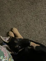 Bruce , a male German Shepherd Dog for sale in Jacksonville Beach, FL – 6 of 6