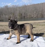 Zeus, a female Cane Corso for sale in Morgantown, PA – Photo 5 of 5