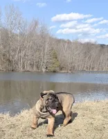 Zeus, a female Cane Corso for sale in Morgantown, PA – Photo 2 of 5