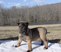 Zeus, a female Cane Corso for sale in Morgantown, PA – Photo 4 of 5