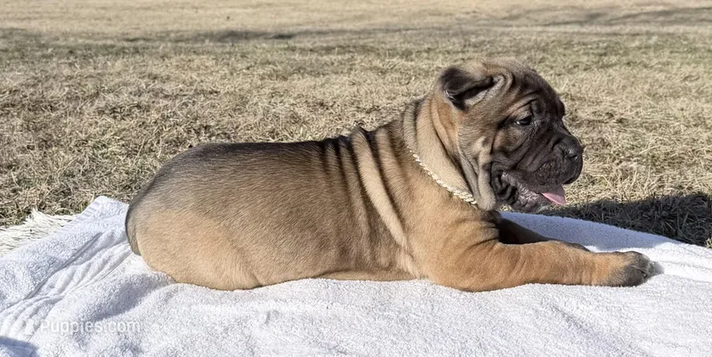Zeus – Cane Corso puppy for sale in Morgantown, PA