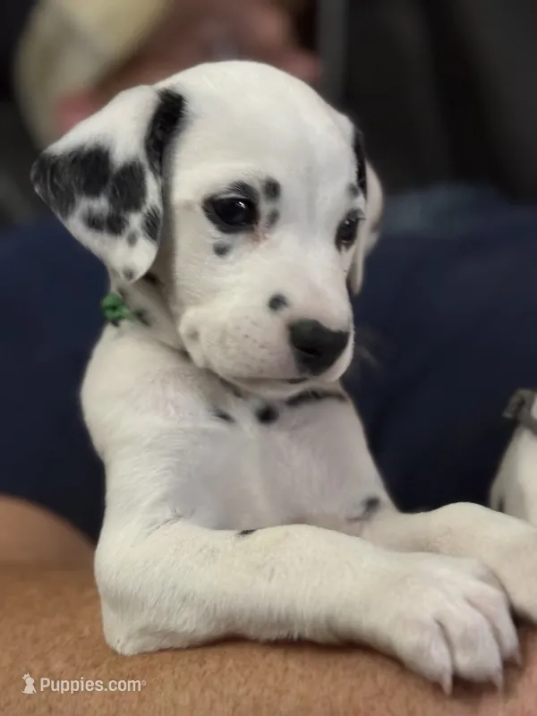 Elijah (Navy collar) – Dalmatian puppy for sale in Pink Hill, NC
