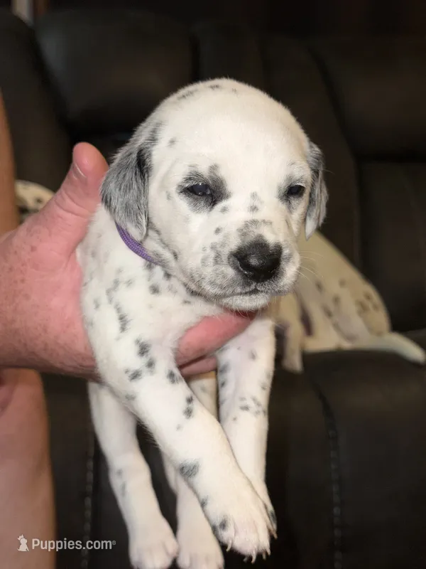 Caroline (Purple collar) – Dalmatian puppy for sale in Pink Hill, NC