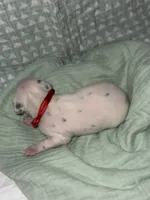 Kai (Red collar), a male Dalmatian for sale in Pink Hill, NC – 4 of 5