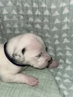 Elijah (Navy collar), a male Dalmatian for sale in Pink Hill, NC – 2 of 4