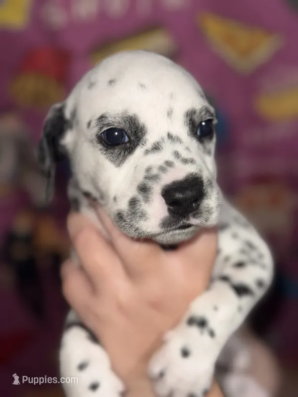 Haley (Pink collar) – Dalmatian puppy for sale in Pink Hill, NC