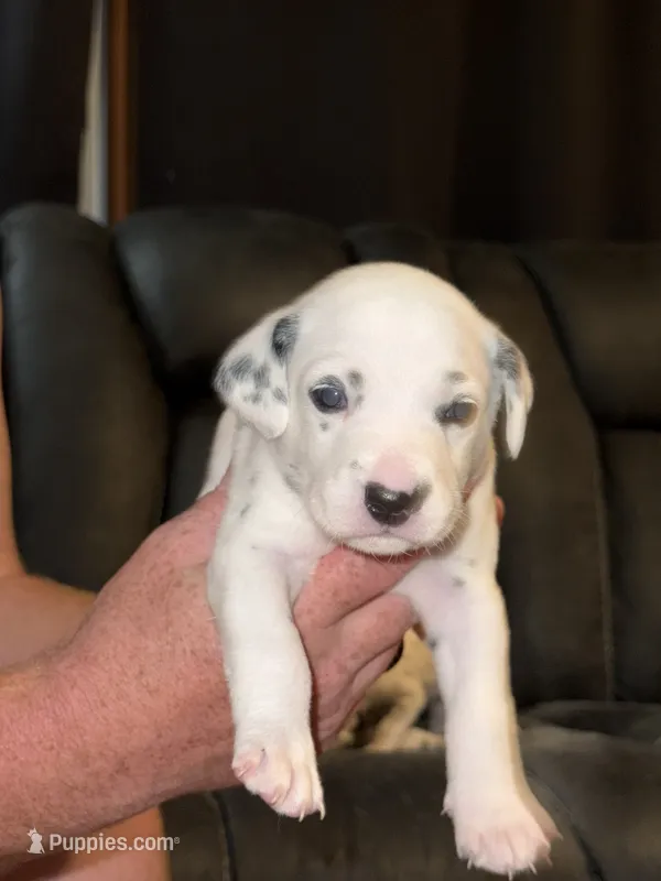 Elijah (Navy collar) – Dalmatian puppy for sale in Pink Hill, NC
