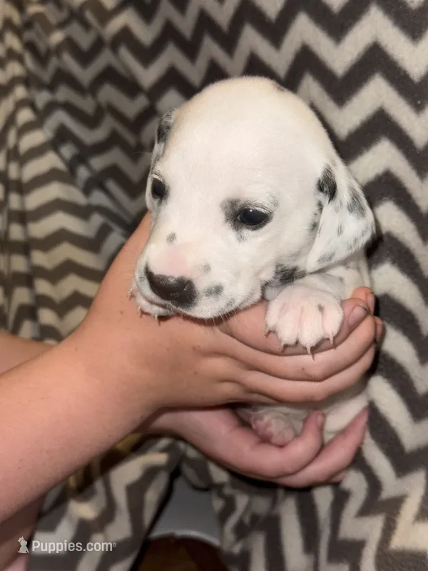 Elena (burgundy collar) – Dalmatian puppy for sale in Pink Hill, NC
