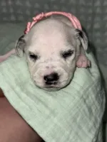 Haley (Pink collar), a female Dalmatian for sale in Pink Hill, NC – 3 of 4