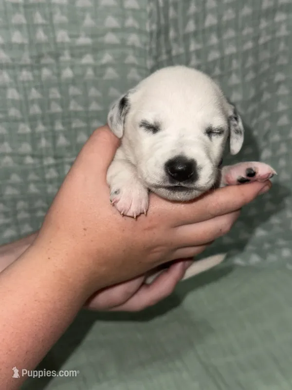 Caroline (Purple collar) – Dalmatian puppy for sale in Pink Hill, NC