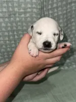 Caroline (Purple collar), a female Dalmatian for sale in Pink Hill, NC – 1 of 5