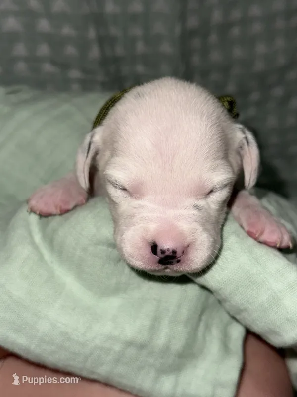 Finn (Green Collar) – Dalmatian puppy for sale in Pink Hill, NC