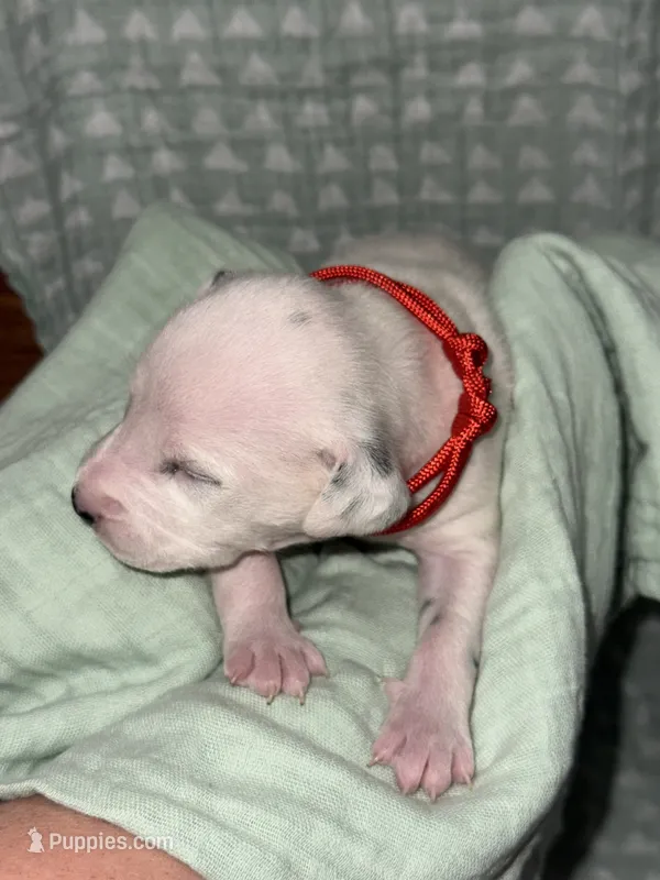 Kai (Red collar) – Dalmatian puppy for sale in Pink Hill, NC