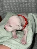 Kai (Red collar), a male Dalmatian for sale in Pink Hill, NC – 1 of 5
