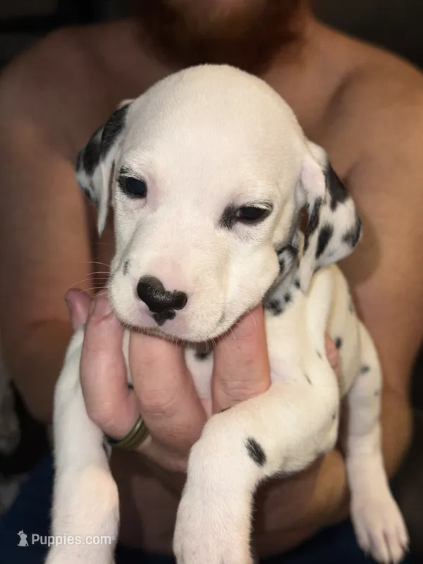 Kai (Red collar) – Dalmatian puppy for sale in Pink Hill, NC