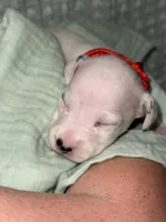 Kai (Red collar), a male Dalmatian for sale in Pink Hill, NC – 5 of 5