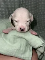 Finn (Green Collar), a male Dalmatian for sale in Pink Hill, NC – 3 of 6